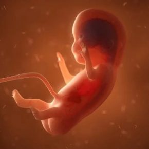 Estado americano da Luisiana proíbe aborto a partir do batimento cardíaco do feto Estado americano da Luisiana proíbe aborto a partir do batimento cardíaco do feto